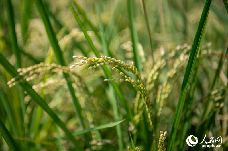 上海市崇明區新村鄉始終將水稻種植作為主導產業，並不斷探索水稻種植的新路徑。人民網記者  翁奇羽攝