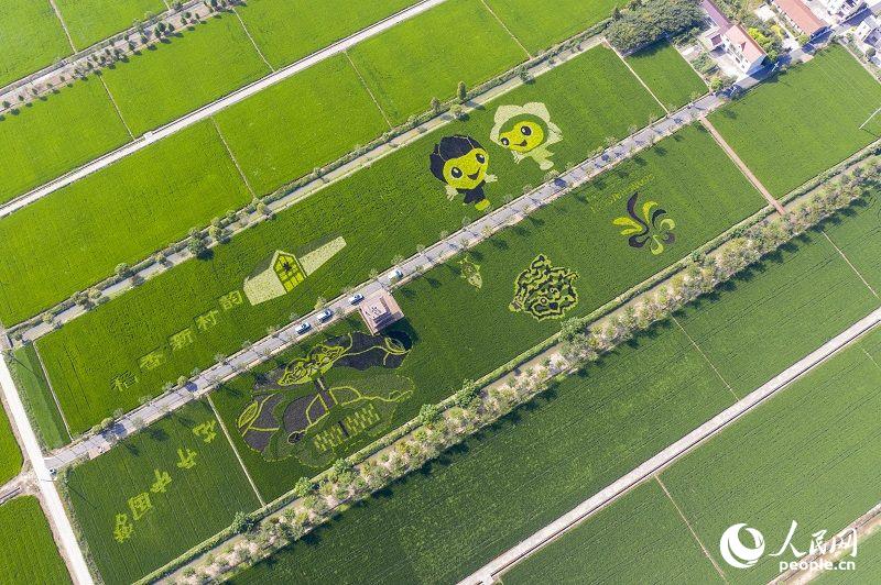 2021年，第十屆中國花卉博覽會將在上海崇明東平國家森林公園地區舉辦。在新村鄉，村民們以稻田為畫布表達情感，打造“五彩稻田”，提前展現出中國花博會相關的各種圖案，成為了很多游客喜愛的打卡地。人民網記者  翁奇羽攝